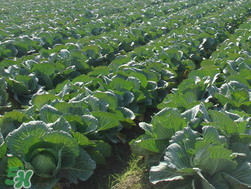 春天能種甘藍(lán)嗎？甘藍(lán)幾月份種？