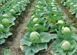 春天能種甘藍(lán)嗎？甘藍(lán)幾月份種？