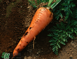 春天能種胡蘿卜嗎？胡蘿卜春天能種嗎？