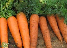 春天能種胡蘿卜嗎？胡蘿卜春天能種嗎？