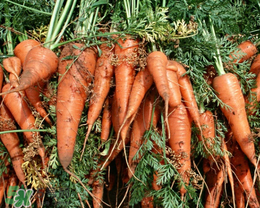 春天能種胡蘿卜嗎？胡蘿卜春天能種嗎？