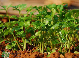 春天能種香菜嗎？香菜幾月份播種？