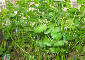 春天能種香菜嗎？香菜幾月份播種？
