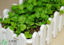 春天能種香菜嗎？香菜幾月份播種？