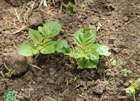 春天什么時(shí)候種土豆？春天土豆怎么么種？