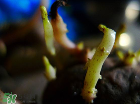 春天什么時(shí)候種土豆？春天土豆怎么么種？