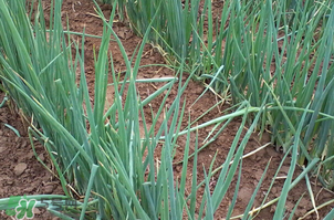 春天種蔥可以嗎？春天什么時(shí)候種蔥？