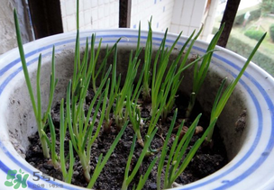 春天種蔥可以嗎？春天什么時(shí)候種蔥？