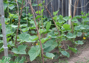 春天什么時候種黃瓜？黃瓜幾月份種？