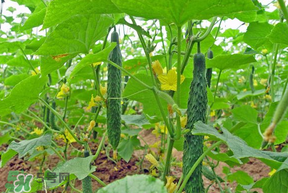 春天什么時候種黃瓜？黃瓜幾月份種？