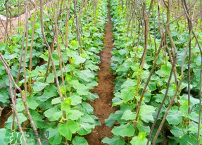 春天什么時候種黃瓜？黃瓜幾月份種？