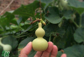 春天什么時(shí)候種葫蘆？葫蘆幾月種最好？