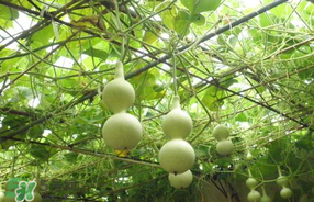 春天什么時(shí)候種葫蘆？葫蘆幾月種最好？