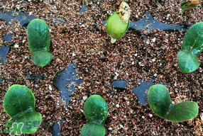 春天什么時(shí)候種葫蘆？葫蘆幾月種最好？