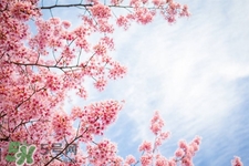 寒食節(jié)是清明節(jié)嗎？寒食節(jié)和清明節(jié)的區(qū)別