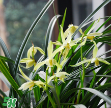 蘭花怎么養(yǎng)？蘭花怎么種？