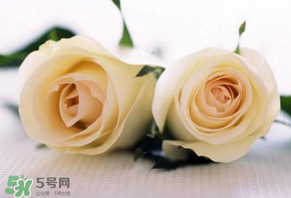 白色情人節(jié)送什么花？白色情人節(jié)送白玫瑰合適嗎？