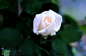 白色情人節(jié)送什么花？白色情人節(jié)送白玫瑰合適嗎？