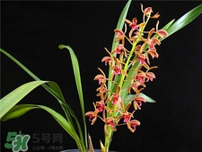 蘭花品種？蘭花有多少品種？