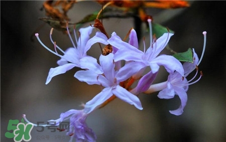 蘭花品種？蘭花有多少品種？