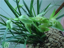 蘭花品種？蘭花有多少品種？