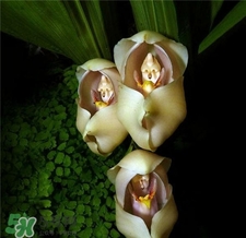 蘭花品種？蘭花有多少品種？