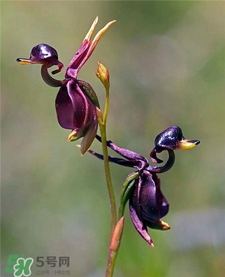 蘭花品種？蘭花有多少品種？