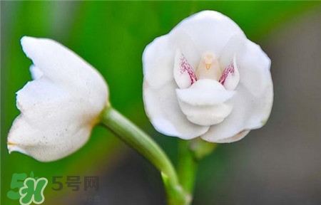 蘭花品種？蘭花有多少品種？