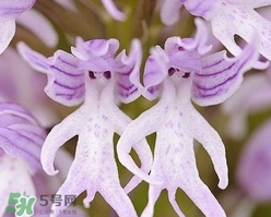 蘭花品種？蘭花有多少品種？