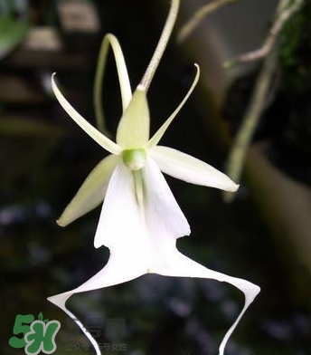 蘭花品種？蘭花有多少品種？