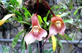 蘭花品種？蘭花有多少品種？