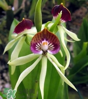 蘭花品種？蘭花有多少品種？