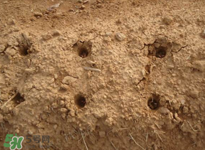 春天能種花生嗎？春天什么時(shí)候種花生？