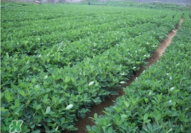 春天能種花生嗎？春天什么時(shí)候種花生？