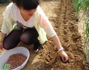 春天能種花生嗎？春天什么時(shí)候種花生？