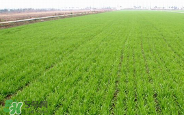 春天能種小麥嗎？小麥春天什么時(shí)候澆水？