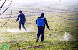春天能種小麥嗎？小麥春天什么時(shí)候澆水？