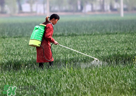 春天能種小麥嗎？小麥春天什么時(shí)候澆水？