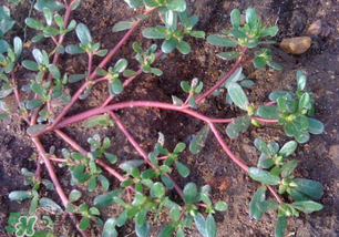 春天吃什么野菜好？春天吃什么野菜降血壓？