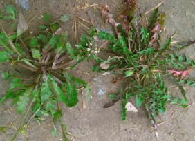 野生薺菜幾月份有？野生薺菜什么時候有？