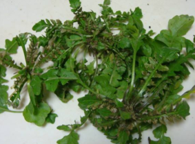 野生薺菜幾月份有？野生薺菜什么時候有？