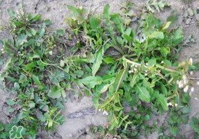 野生薺菜有什么營養(yǎng)？野生薺菜的營養(yǎng)價值