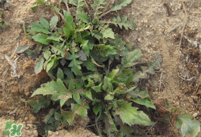 野生薺菜有什么營養(yǎng)？野生薺菜的營養(yǎng)價值