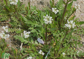 野生薺菜有什么營養(yǎng)？野生薺菜的營養(yǎng)價值