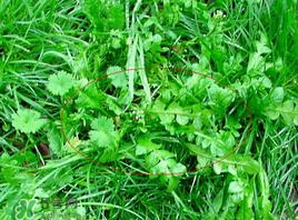 薺菜有幾種？薺菜有幾種顏色？