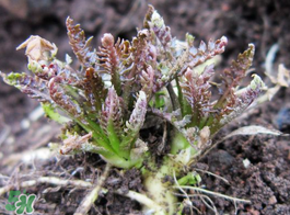 薺菜有幾種？薺菜有幾種顏色？