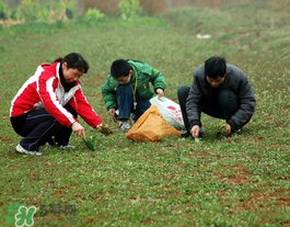 薺菜有幾種？薺菜有幾種顏色？