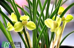 蘭花怎么養(yǎng)？蘭花怎么種？