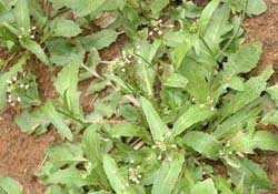 野生薺菜幾月份有？野生薺菜什么時候有？