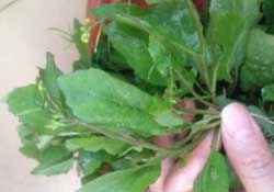 春天吃什么野菜好？春天吃什么野菜降血壓？